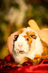 guinea pig in autumn foliage