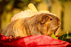 guinea pig in autumn foliage