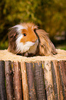 colorful guinea pig