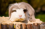 longhaired guinea pig