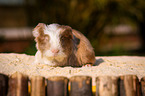 guinea pig