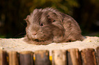 guinea pig