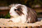 longhaired guinea pig
