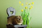 guinea pig