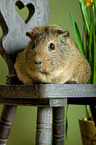 guinea pig