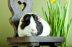 guinea pig