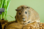 guinea pig