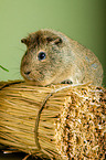 guinea pig