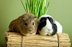 2 guinea pigs