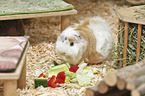 Guinea Pig