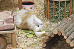 Guinea Pig