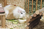 Guinea Pig