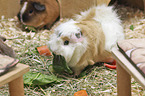 Guinea Pig