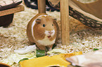 Guinea Pig