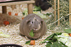 Guinea Pig