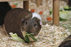 Guinea Pig