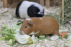Guinea Pig