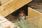 Guinea Pig