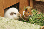 Guinea Pig