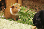Guinea Pig