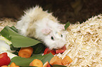 Guinea Pig