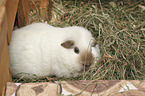 Guinea Pig