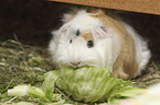 Guinea Pig