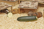 Guinea Pigs