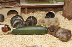 Guinea Pigs