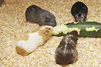 Guinea Pigs