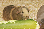 Guinea Pig