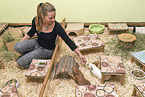 guinea pig