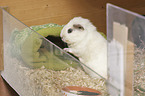 Guinea Pig