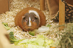 Guinea Pig