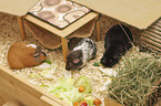 Guinea Pig