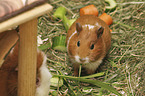 Guinea Pig