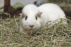 Guinea Pig