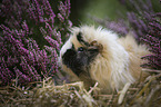 Guinea Pig