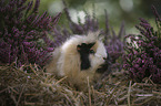 Guinea Pig