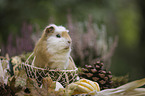 Guinea Pig