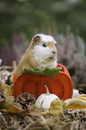 Guinea Pig