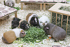 Guinea Pig