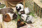 Guinea Pig