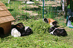4 guinea pigs