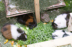 guinea pigs