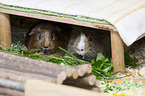 2 guinea pigs