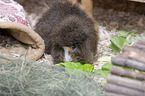 Abyssinian-crossbreed