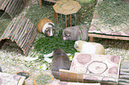 guinea pigs