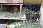 2 guinea pigs