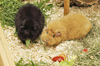 2 guinea pigs